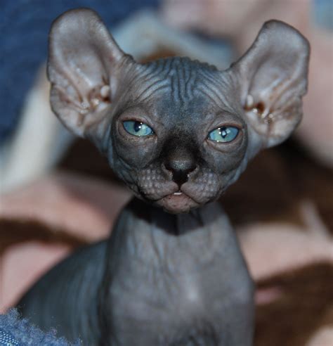 bald pussycat|Explore Hairless Cat & Kitten Breeds .